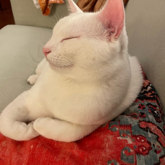 Meet your Posher, Stephanie - Picture 1 of 2